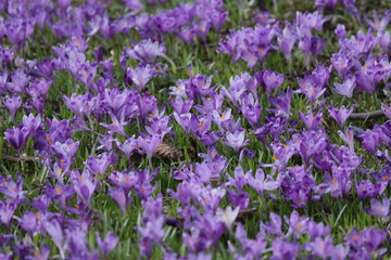 Шафран Весенние цветы Saffron Spring Flowers 