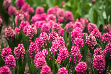 Blooming Pink Flowers Of Hyacinth In Spring Garden