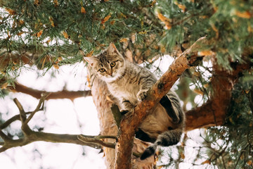 Funny Cat Sitting On A Pine Tree Branch In Summer Forest Park