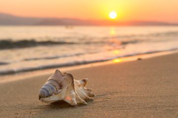 Sea shell on the beach at sunset - Powered by Adobe