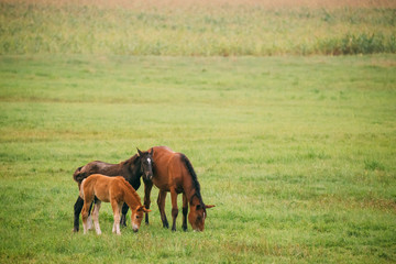 Naklejka na ściany i meble Horse And Two Foals Young Horses Grazing On Green Meadow Near River In Summer Season. Belarus
