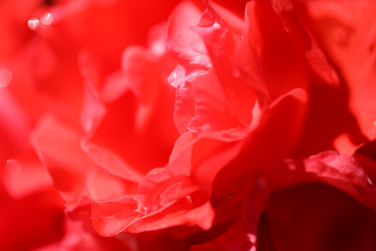 赤い薔薇 アップのバラ 薔薇 バラ ばら © tenboh siyaraku