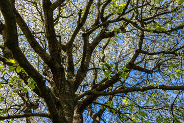Huge trunk of blooming cherry tree at spring. Bottom view