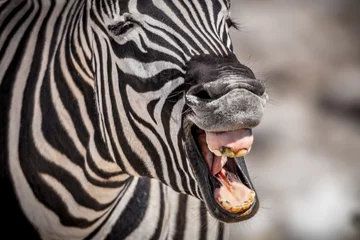 Poster Im Rahmen Lachendes Zebra mit schlechten Zähnen © Ralf
