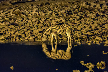 Fototapeta na wymiar Zebra bei Nacht am Wasserloch