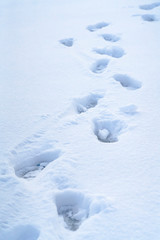 Footprints on powdery snow covering the ground