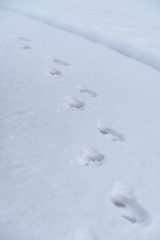 Footsteps on a sheet of snow covering the ground