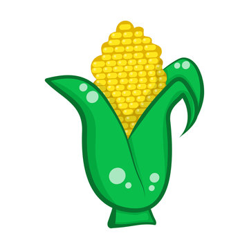 Corn isolated illustration on white background