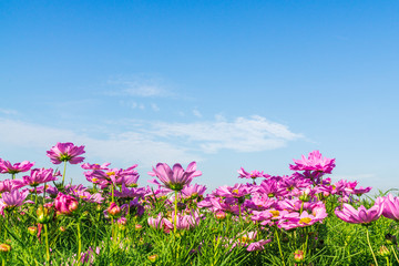 Obraz premium Beautiful pink cosmos flowers in blooming with sky and cloud background with copy space. Abstract summer background.