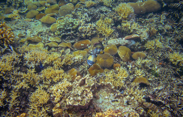 Triggerfish in corals. Coral reef underwater photo. Tropical fish in nature. Tropical seashore snorkeling or diving