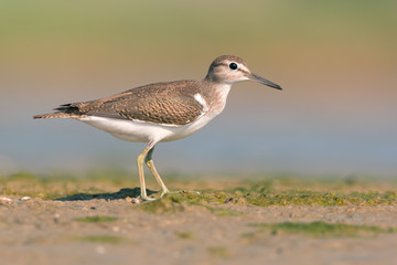 Common Sandpiper (Actitis hypoleucos)