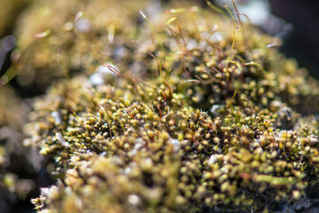 Green moss with small sprouts of weeds in the garden. Horizontal photography.