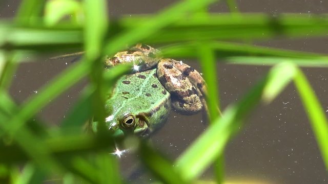 The felt, a wetland in W&radic;&part;rgl, Tyrol. A green water frog lies motionless on the water and hopes not to be discovered.
