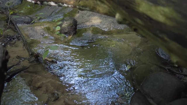 Little creek stram in the forest with wet stones and plants.