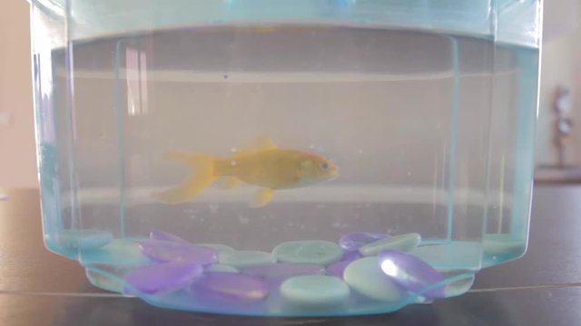 Closeup on a bocal with a pet gold fish swimming around.