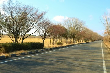 Fototapeta premium 冬の景色 渡良瀬 茨城