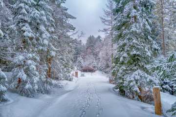 Winterwald im Schnee