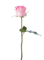 Light pink rose isolated on white background.