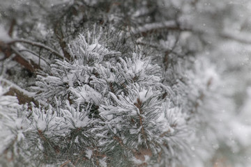 winter twig of coniferous tree covered with white fresh snow on a cold day