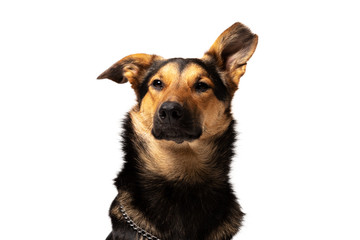 Adorable mixed-breed dog sits at white background