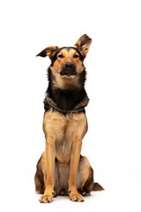Adorable mixed-breed dog sits at white background