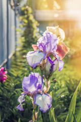Blue flowers of iris marsh in the garden. Sunny day, blurred background