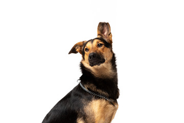 Adorable mixed-breed dog sits at white background