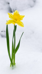Beautiful yellow blossoming narcissus bursts out of the white snow in winter