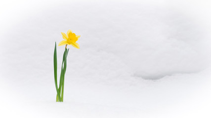 Beautiful yellow blossoming narcissus bursts out of the white snow in winter