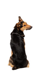 Adorable mixed-breed dog sits at white background