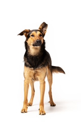 Adorable mixed-breed dog stands at white background