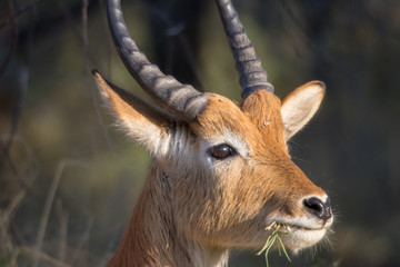 Letschwe Antilope 