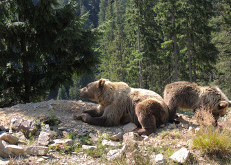 Female And Little Cub Of Brown Bear In Their Natural Habitat 