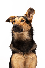 Adorable mixed-breed dog sits at white background