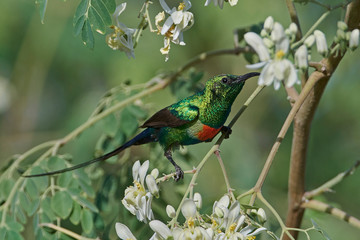 Beautiful sunbird (Cinnyris pulchella)