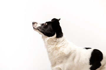 Adorable mixed-breed dog sits at white background