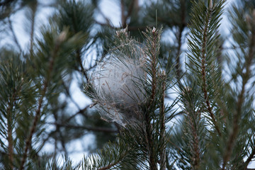 Naklejka premium Insect parasite of the tree, plant killer