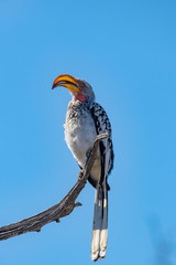 Nashornvolgel, Gelbschnabeltoko sitzt auf Ast  © Ralf