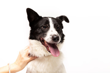 Adorable mixed-breed dog sits at white background