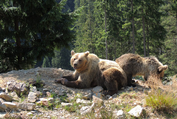 Mother bear and bear cub in the nature habitat in mountain forest 