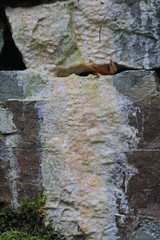 Kalkablagerung
