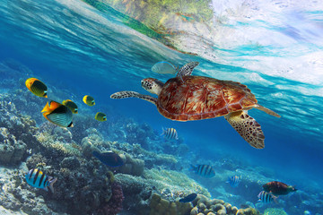 Green turtle underwater at the tropical island