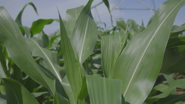Corn growing in field