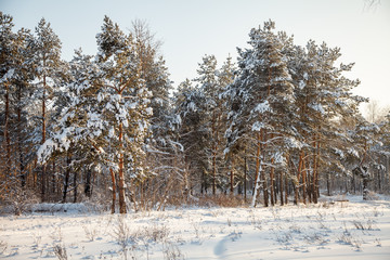 Group of snow coated trees / winter landscape