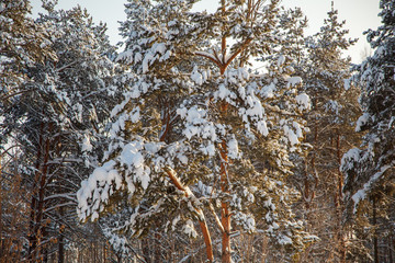 pine tree branch covered with snow / winter