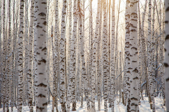 Many birch tree trunks background pattern