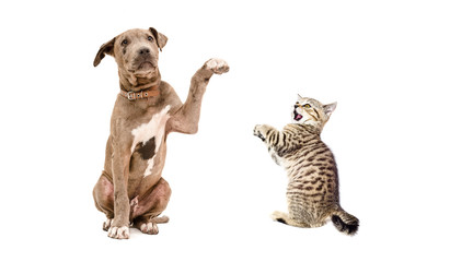 Playful pit bull puppy  and a kitten Scottish Straight isolated on white background
