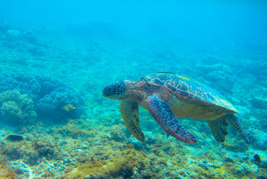 Green turtle in coral reef. Exotic marine turtle underwater photo. Oceanic reptile in wild nature. Summer vacation trip