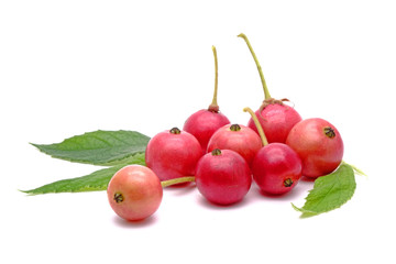 Flacourtia rukam is a species of flowering plant in the willow family, Common names include rukam, governor's plum, Indian plum, and Indian prune. Isolated on white background.