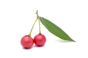 Flacourtia rukam is a species of flowering plant in the willow family, Common names include rukam, governor's plum, Indian plum, and Indian prune. Isolated on white background.